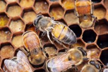 Honeybee with deformed wings